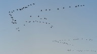 Zugvögel