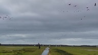 Zugvögel