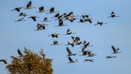Zugvögel