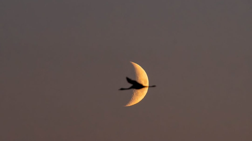 Zugvögel