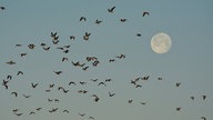 Zugvögel