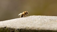 Bienenfoto