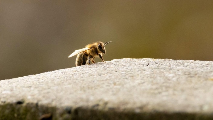 Bienenfoto