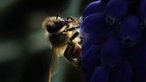 Bienenfoto