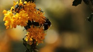 Mehrere -bienen an einer gelben Blüte
