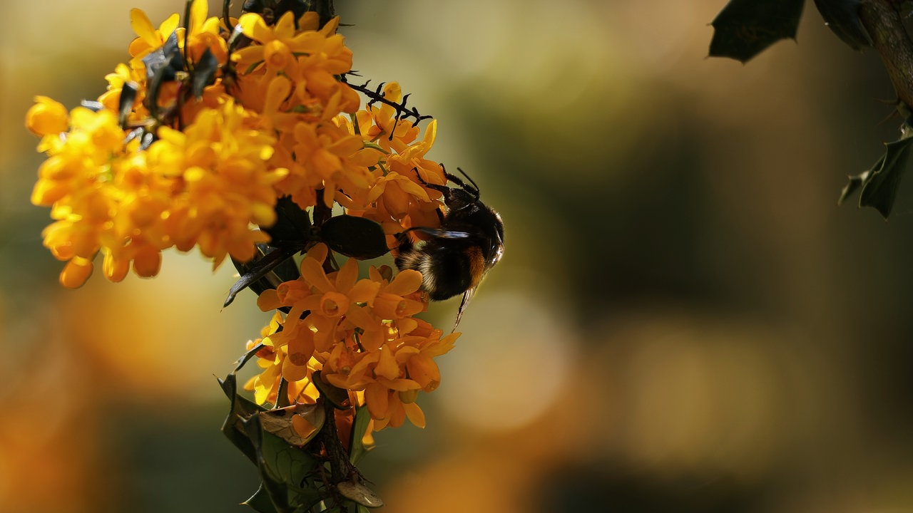Mehrere -bienen an einer gelben Blüte