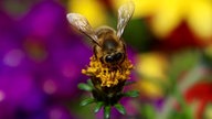 Biene auf einer Blüte in Großaufnahme