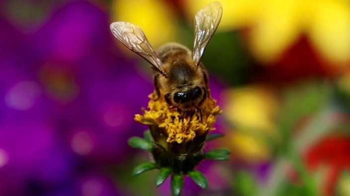 Biene auf einer Blüte in Großaufnahme