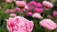pinkfarbene Pfingstrose