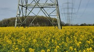 Zuschauerfoto Raps