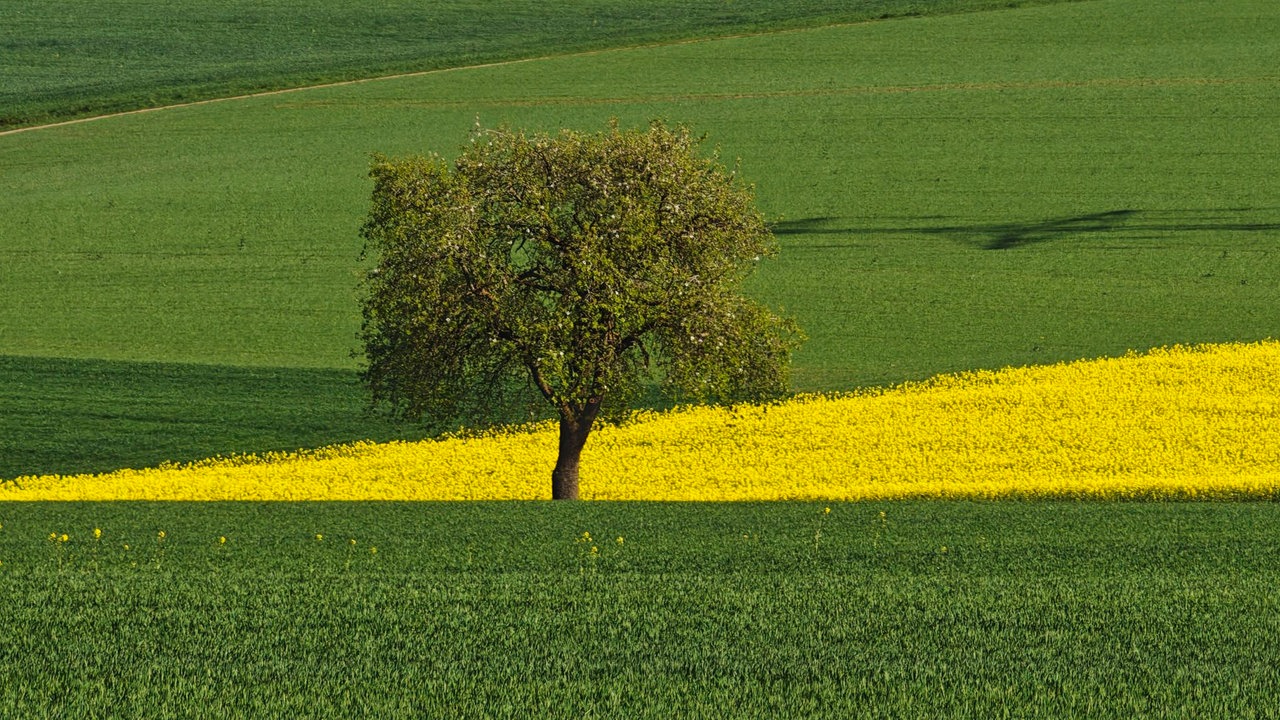 Zuschauerfoto Raps