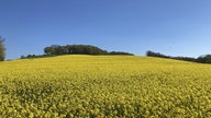 Zuschauerfoto Raps