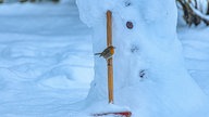 Tierische Wintergäste