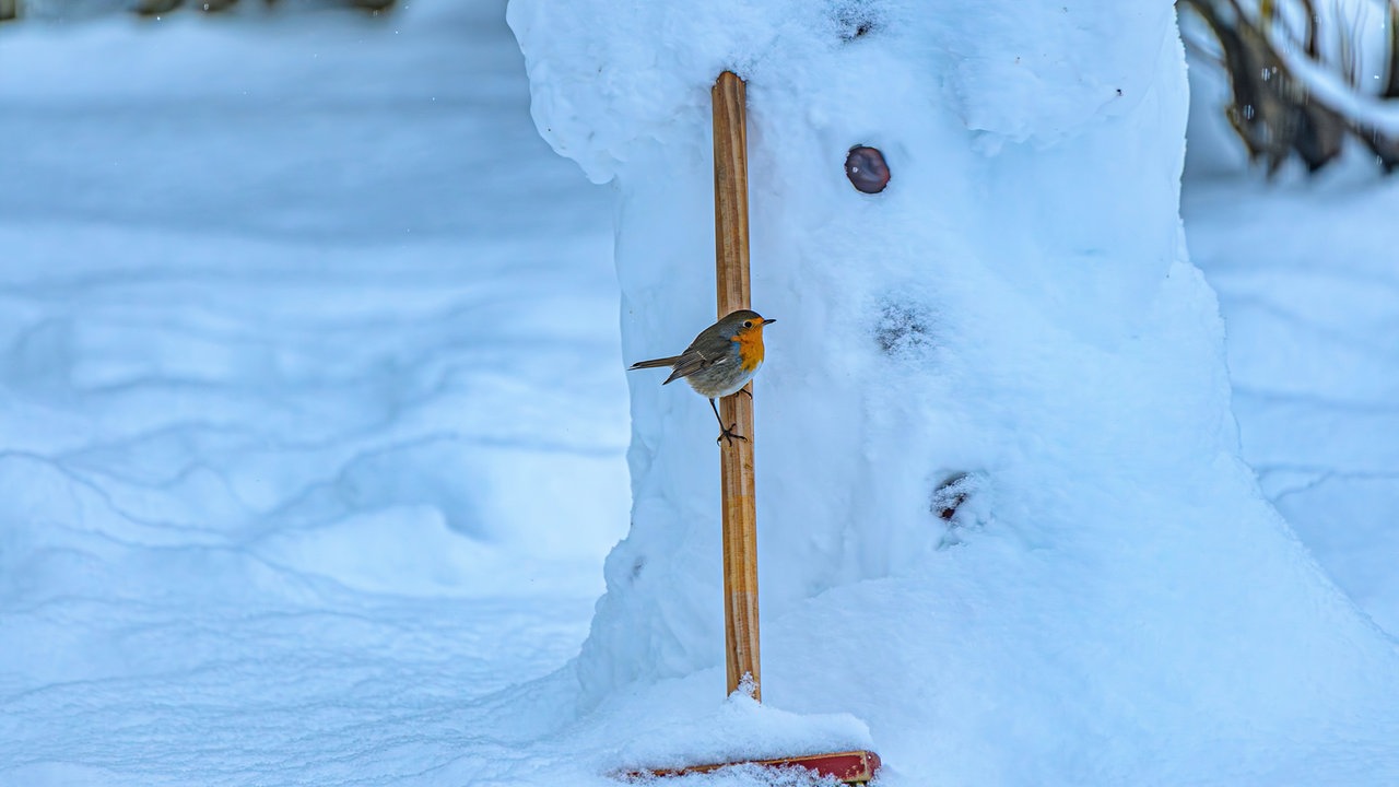Tierische Wintergäste