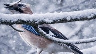 Eichelhäher im schneebedecktem Geäst