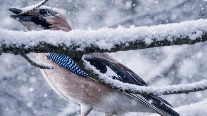 Eichelhäher im schneebedecktem Geäst