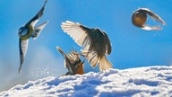 Vogelschar im Schnee vor blauem Himmel