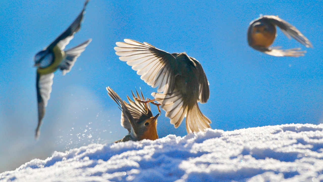 Vogelschar im Schnee vor blauem Himmel