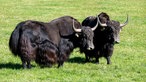 Yaks auf der Weide