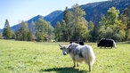 Yaks auf der Weide. 