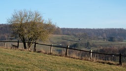 Eine Weide mit Zaun und einem Baum an einem sonnigen Wintermorgen bei Bad Driburg