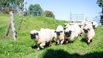 Schwarznasenschafe wechseln die Weide.