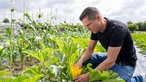  Henry Rohlmann pflückt eine Zucchiniblüte