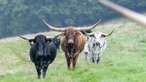  Longhorn Rinder auf der Weide. 