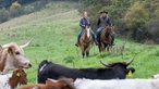 Katharina Deitmers mit ihrem Mann Helge auf der Weide mit Pferden und Longhorn Rindern