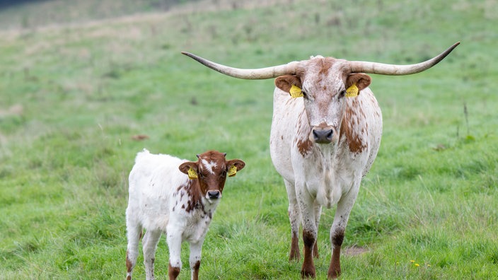  Longhorn Rind mit Kalb auf der Weide