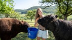  Laura Alena Schmid füttert die Galloways auf der Weide