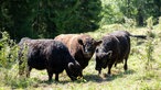 Galloways auf der Weide von Laura Alena Schmid 