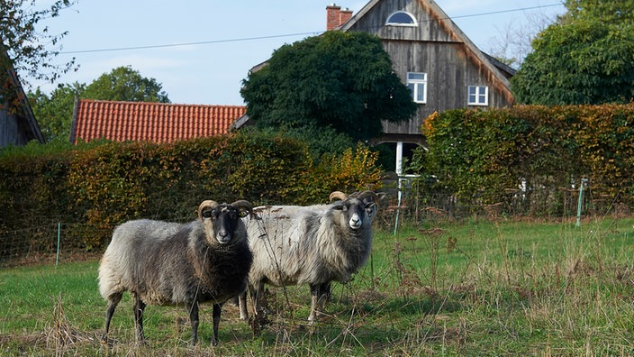 Zwei Schafe auf Weide