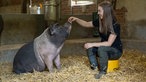 Leonie Froböse füttert ein Schwein. 
