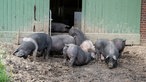 Schwäbisch-Hällische Landschweine auf dem Hof von Leonie Froböse