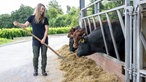 Leonie Froböse versorgt die Kühe mit Stroh. 