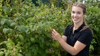 Leonie Froböse pflückt Himbeeren vom Strauch. 