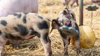 Schweine mit Spielzeug. 