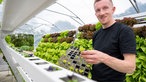 Michael Peine pflanzt hydroponischen Salat.