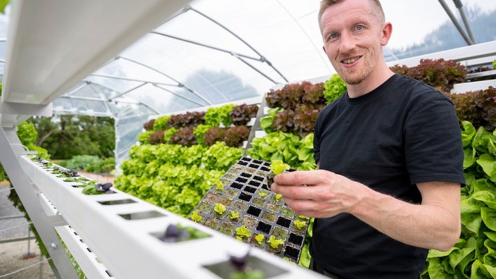 Michael Peine pflanzt hydroponischen Salat.