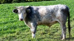 Ein Ochse auf der Weide. 