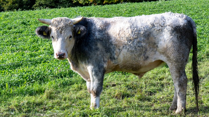 Ein Ochse auf der Weide. 