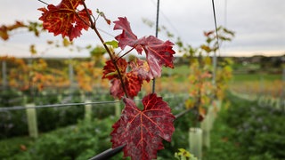 Weinberg in der Eifel