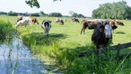 Kühe von Rinske und Jan-Eel Meindertsma auf der Weide. 