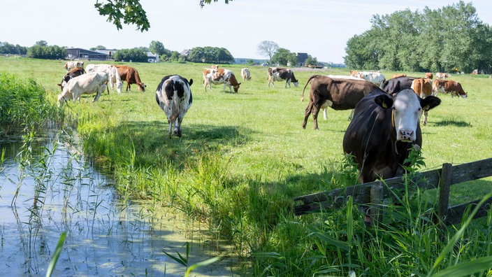 Kühe von Rinske und Jan-Eel Meindertsma auf der Weide. 