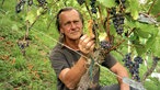Kay Thiel in seinem Weinberg. 