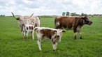 Texanische und engliscche Longhorn-Rinder auf der Weide. 