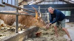 Frank Buchholz im Stall bei einem Longhorn-Stier. 