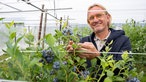 Frank Buchholz pflückt Beeren auf der Farm von Jan und Henk Vonk