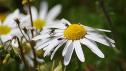 Drei Fliegen haben es sich auf einer Margerite bequem gemacht